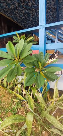 56 ROOSTER RUN GUEST HOUSE, Vieques, PR 00765