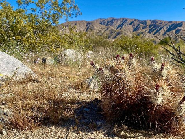 135 Bardell Road, Morongo Valley, CA 92256