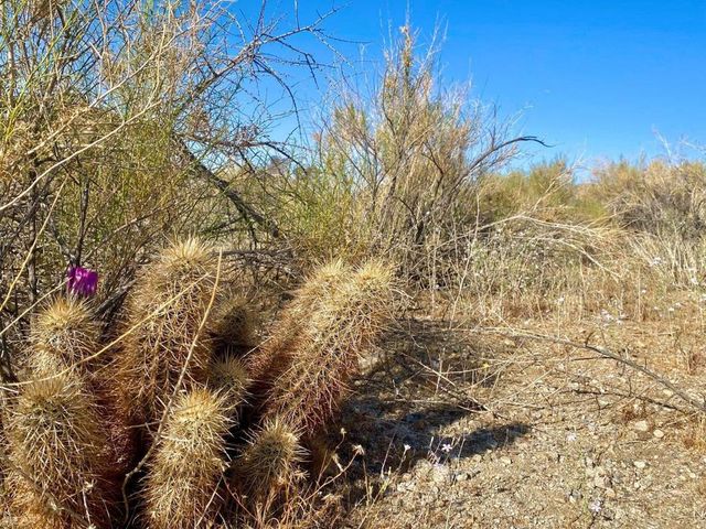 135 Bardell Road, Morongo Valley, CA 92256