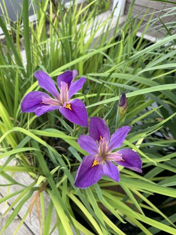 6 Cedar Lawn Circle, Galveston, TX 77551