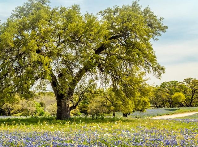 2893 Heritage Heights RD, Leander, TX 78641