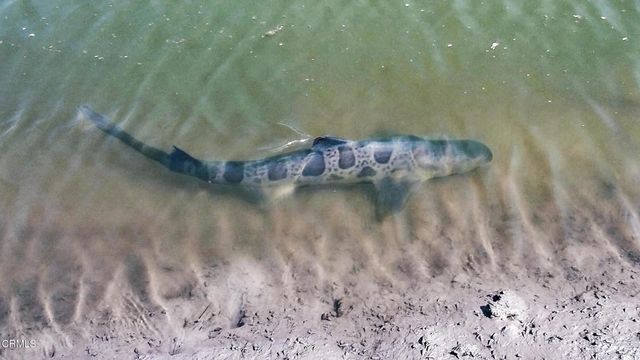 349 Ash Avenue 17, Carpinteria, CA 93013