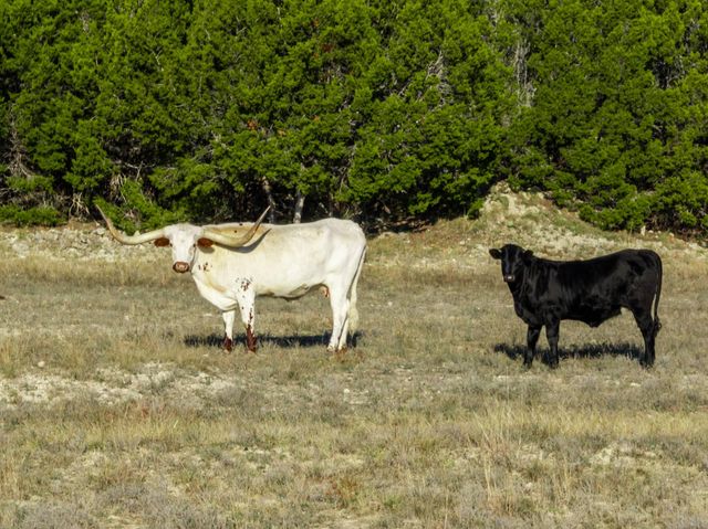 853 County Road 4390, Kempner, TX 76539