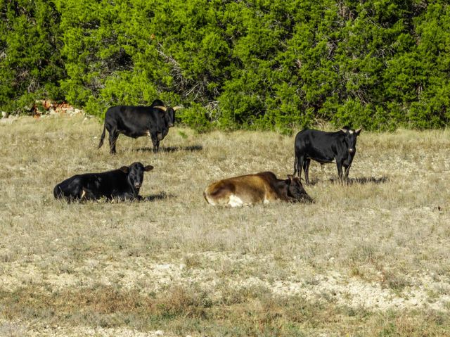 853 County Road 4390, Kempner, TX 76539