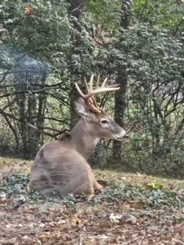 433 Grayson Dr, Nashville, TN 37205