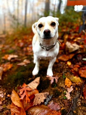 433 Grayson Dr, Nashville, TN 37205