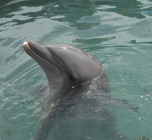 7041 Harbor Village Drive, Duck Key, FL 33050