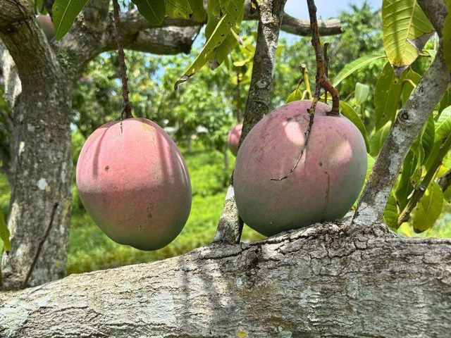 6640 Sunrise LN, Bokeelia, FL 33922