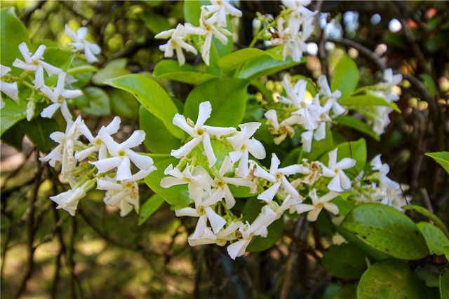 130 S King Street, Seneca, SC 29678