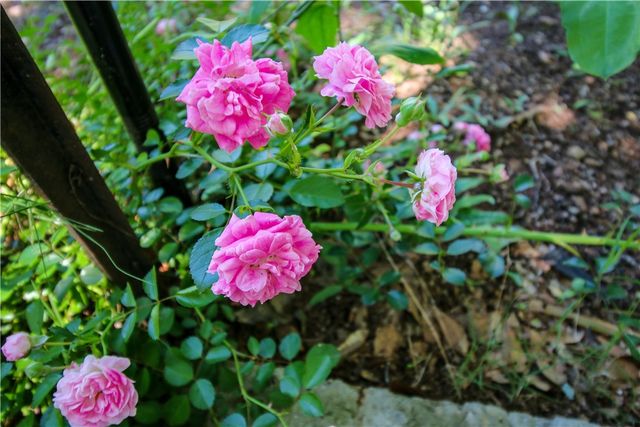 130 S King Street, Seneca, SC 29678