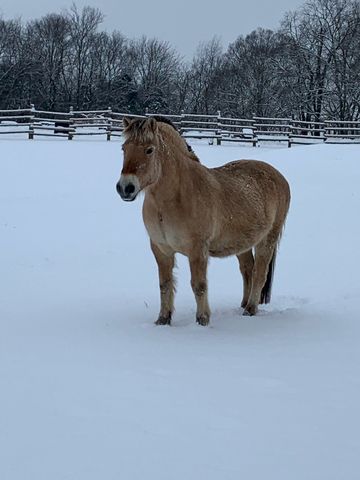 251 Gibbs Ln, Gallatin, TN 37066