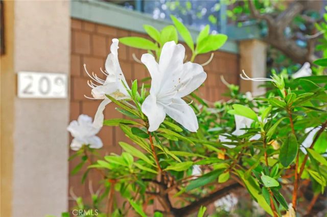 209 S Oakland Avenue D, Pasadena, CA 91101