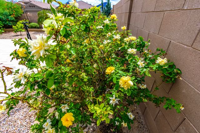 9657 N Texas Ebony Lane, Marana, AZ 85653