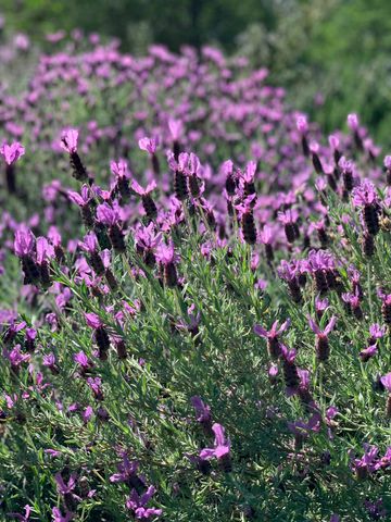 41299 E Mynatt Drive, Three Rivers, CA 93271