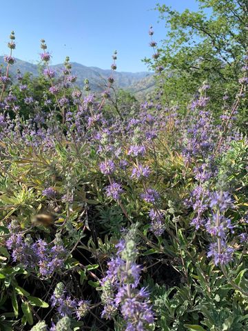 41299 E Mynatt Drive, Three Rivers, CA 93271