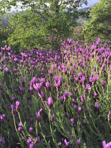 41299 E Mynatt Drive, Three Rivers, CA 93271