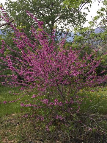 41299 E Mynatt Drive, Three Rivers, CA 93271