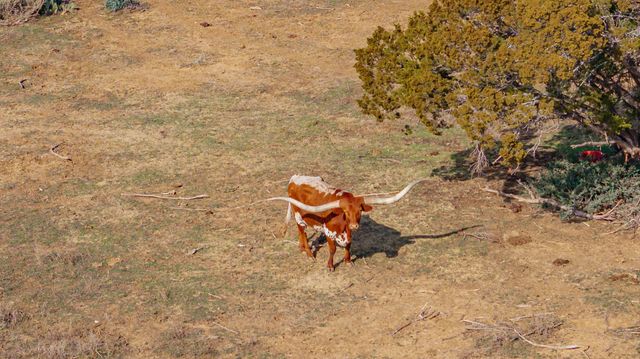 1010 Chapel Ridge Road, Graford, TX 76449