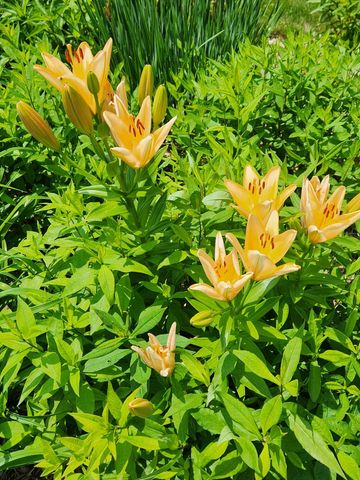 4230 Arboretum Drive NW, Rochester, MN 55901