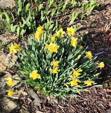 4230 Arboretum Drive NW, Rochester, MN 55901