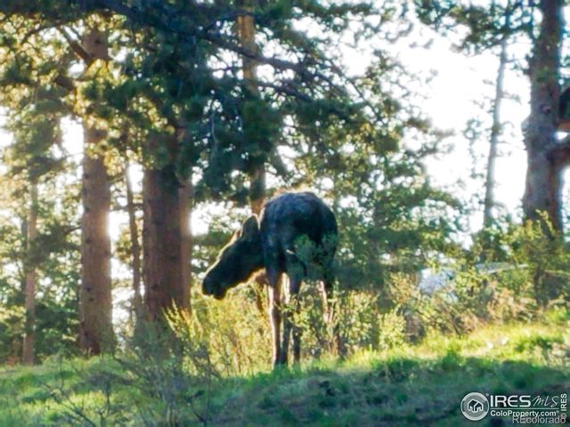 98 Deadhorse Mountain Court, Livermore, CO 80536