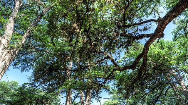 704 Alex Auld, Leakey, TX 78873