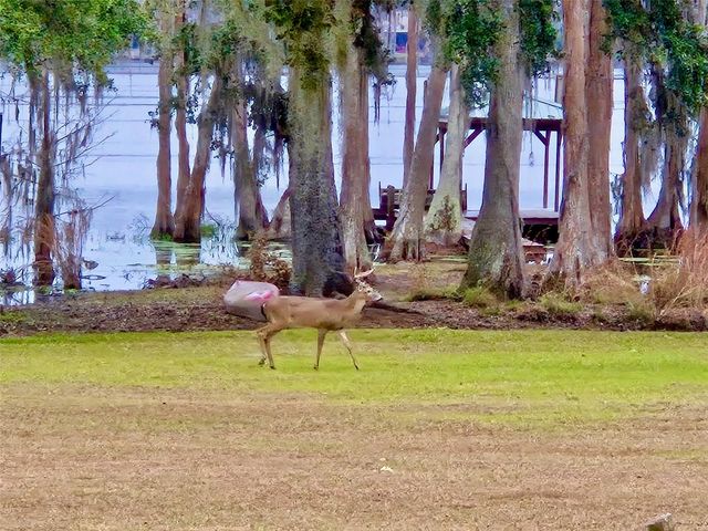 6037 LAKE ERIE ROAD, Groveland, FL 34736