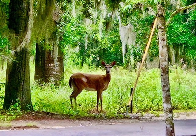 6037 LAKE ERIE ROAD, Groveland, FL 34736