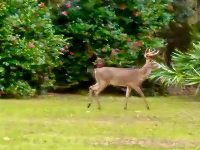 6037 LAKE ERIE ROAD, Groveland, FL 34736