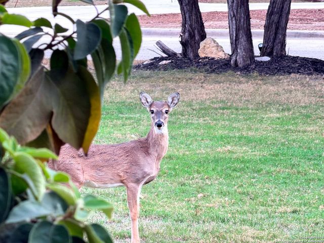 10811 Zedernholz Run, New Braunfels, TX 78132