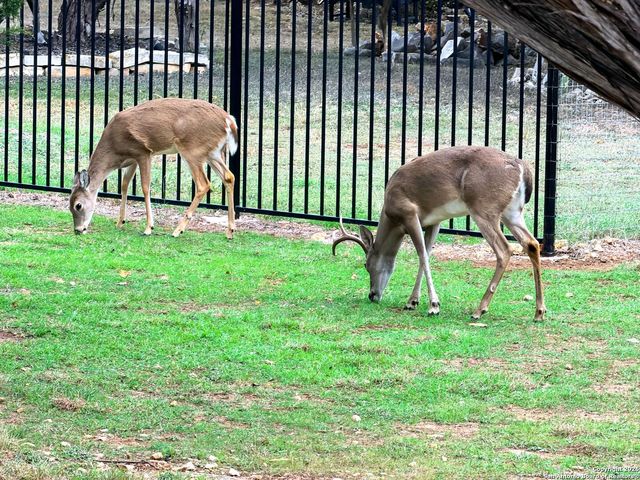 10811 Zedernholz Run, New Braunfels, TX 78132