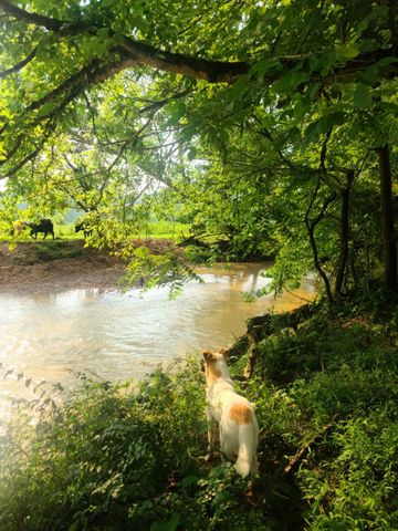 400 Herman Becraft Spur Road, Means, KY 40346