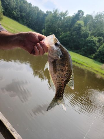 400 Herman Becraft Spur Road, Means, KY 40346