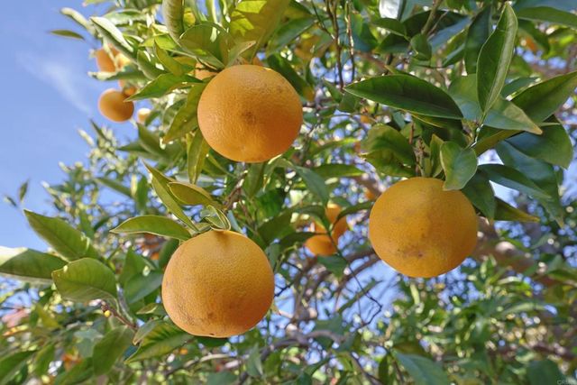 817 Margarita, Coronado, CA 92118