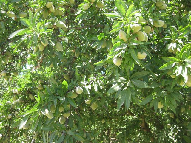 1375 W Rose Avenue, Fresno, CA 93706