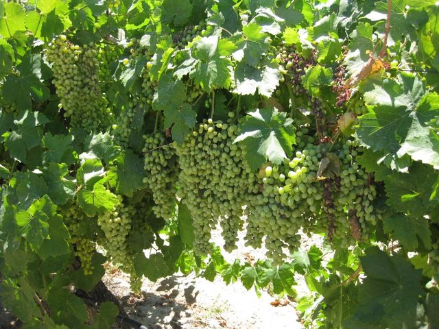 1375 W Rose Avenue, Fresno, CA 93706