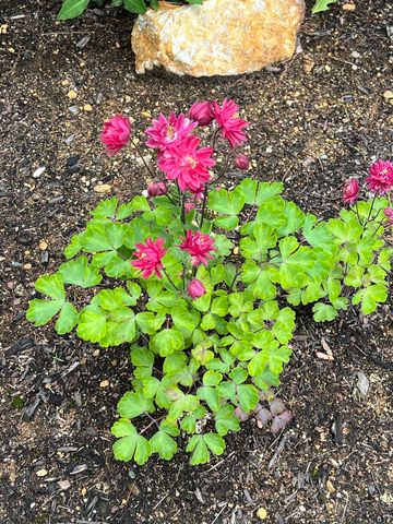 535 Darby Drive, Belmont, NH 03220