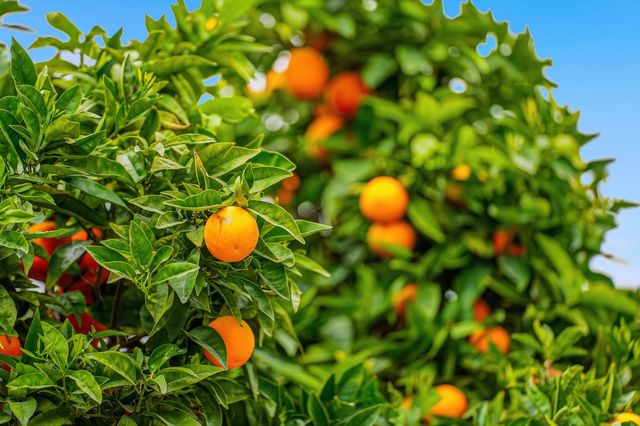 5912 Mayhews Landing Rd, Newark, CA 94560