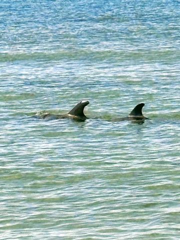 880 MANDALAY AVENUE S702, Clearwater Beach, FL 33767