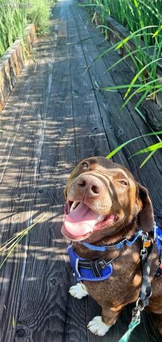 9962 Hidden Ranch Court, Peyton, CO 80831