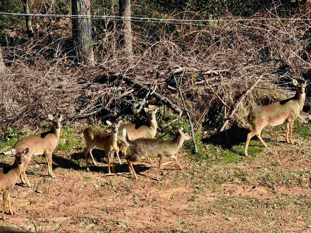 31 Lefever Lane, Little Rock, AR 72227