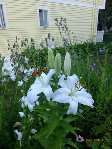 10 Dow Ave, Arlington, MA 02476