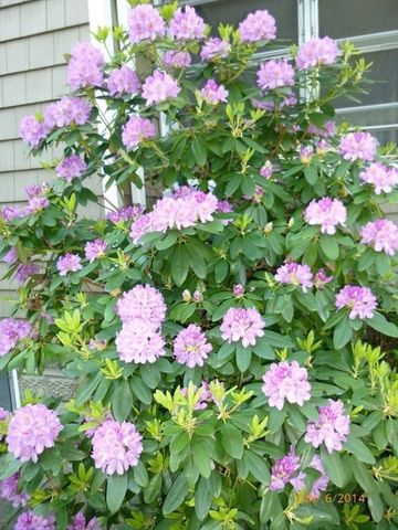 10 Dow Ave, Arlington, MA 02476