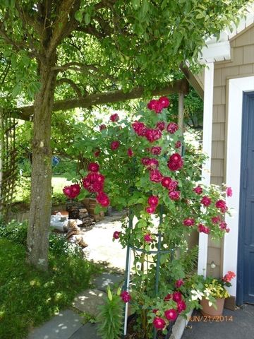 10 Dow Ave, Arlington, MA 02476