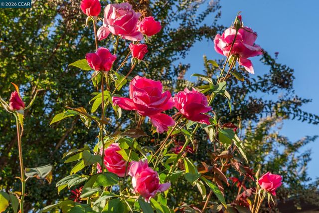 843 Luz Ct, Danville, CA 94526