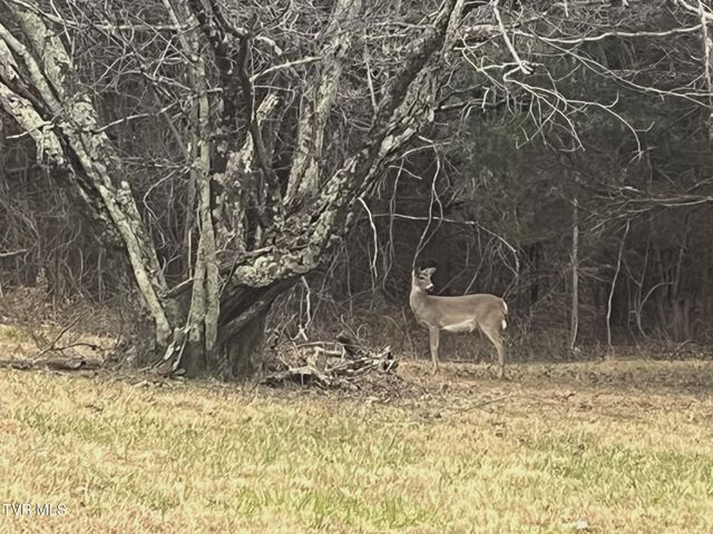 259 Adams Street, Blountville, TN 37617