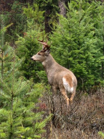 604 Deadman Creek Rd, Kettle Falls, WA 99141