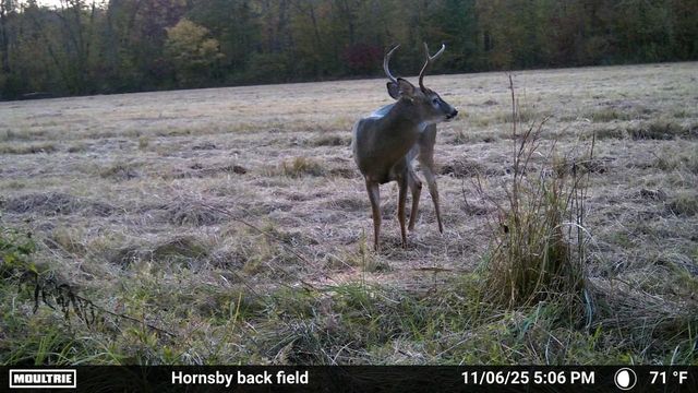 20835 HIGHWAY 64 HWY, Bolivar, TN 38008