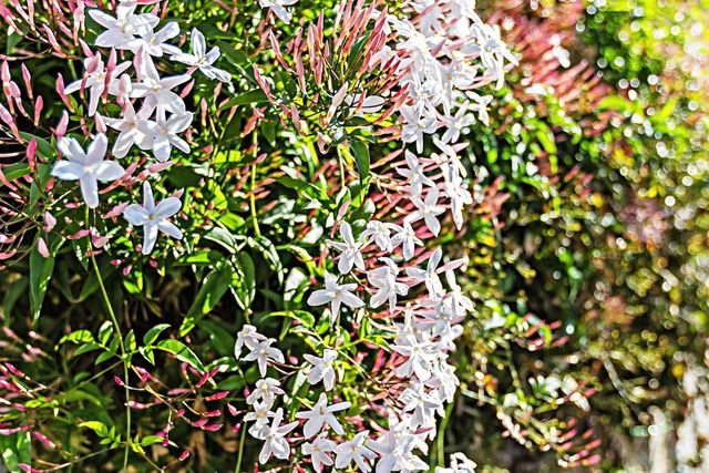 3743 ROSEMARY WAY, Oceanside, CA 92057