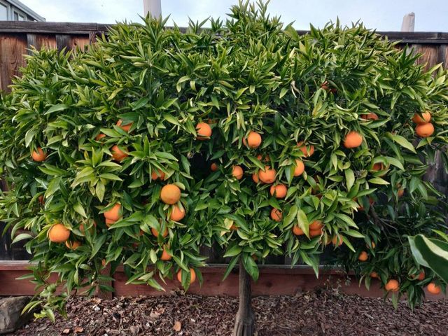 9358 Lone Deer Way, Gilroy, CA 95020